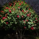 온천천시민공원 동백 이미지