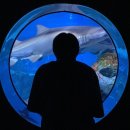 우림미디어 | [서울 강남] 코엑스 SEA LIFE 씨라이프 아쿠아리움 할인 &amp; 인어공주 공연 관람과 방문 후기