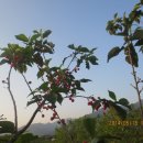 배씨농장 이미지