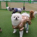공감애견학교 이미지