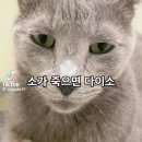 요아정: 요새 아… 그냥 정신나감