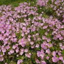 경기둘레길 안산51코스 이미지