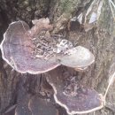 아카시아 재목 버섯 (장수 버섯) 이미지