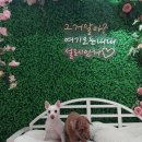 펫더헤븐 이미지