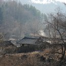 용문산 은행나무길(물소리길 6코스) 이미지