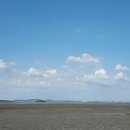 로뎀트리 이미지