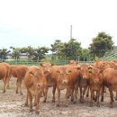 현우축산 이미지