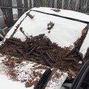 소리나무(주) 이미지