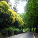 가로수길 이미지