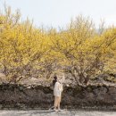 산수유꽃담길평촌 영농조합법인 이미지