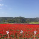 통영-서호-04-비-006 | 2017,04,15 남지 유채꽃 축제+통영 투어