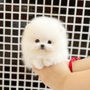 화이트 퍼피 강아지 송파점 | 송파강아지분양 화이트포메라니안