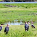 아프리카대머리황새(Marabou Stork) 이미지