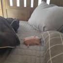 광희문 | 인덕원맛집 광희문 추천 - 숙성오겹살 쫄깃 솔직후기