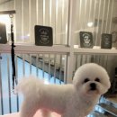 초량애견 이미지