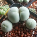 통통스