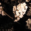 집근처 대구 수성못유원지에서 벚꽃구경 이미지