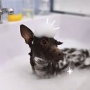 퍼피라운지 | 제주 포링크 웰니스라운지 예약후기 ㅣ 탐나는전, 할인프로그램 활용해 더 똑똑하게 이용하기