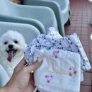 왓숑 | 대구 달서구 애견카페 추천 왓숑프리제 수영장과 야외 운동장 있는 애견카페