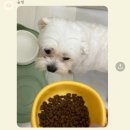 호텔멍 | 대전 애견호텔 상대동 숲멍 이용 후기 추천이유