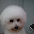 견사무소 애견미용실 네이버블로그