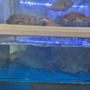 은평-029 | 노량진 대방어 득템은 바로 여기! 양현수산.