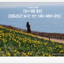 스카이네비 | [2026.03.22 실시간 부산 오륙도 해맞이 공원] 수선화 실시간 개화상태+ 스카이워크 후기