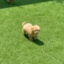 어썸멍스쿨 이미지