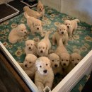 세븐일레븐진주하대중앙점 | [진주/하대동] 저속노화의 길.. 🚶‍♀️ 토핑 가득 진주 포케 샐러드 맛집을 찾으신다면! 읍천리382 진주하대점