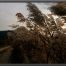 낙동강변17 이미지