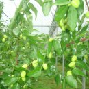 김남석농장 이미지