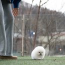 화이트포메라니안 이미지