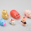 돼지 뉴시스