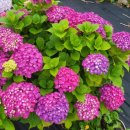 하모리-10 이미지