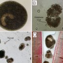 담수 백점충 (Ichthyophthirius multifiliis, Ich, white Spot) 이미지