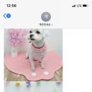 개 편한 애견샵 이미지