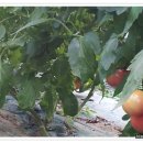 벽진농장 이미지