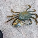 힐링프랜 네이버블로그