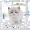 남천농장 | 남천고양이분양 일상의 소중함을 더 깊게 느끼며