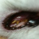 벳츠라이프 이미지