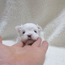 라클로이 이미지