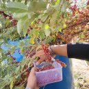 호풍미 고구마 100킬로 보내기 끝 이미지