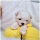 드림독 강아지분양 안심분양센터 부천점 이미지