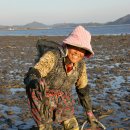 땅끝뻘낙지 이미지