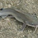 항아리매운탕 이미지