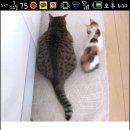 돼지야 이미지