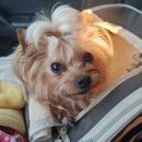 댕이쌀롱 이미지