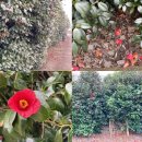 큰엉(남원관광지구) 이미지