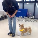 투게더 | 부천 강아지교육 : 옥길동 독투게더 - 중형견 산책교육 후기