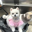 댕댕이펫공방